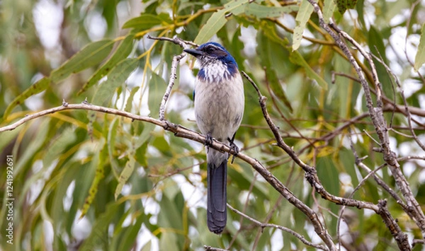 Obraz California scrub jay on tree branch