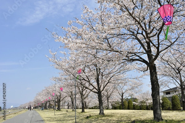 Obraz 氏家ゆうゆうパークの桜並木