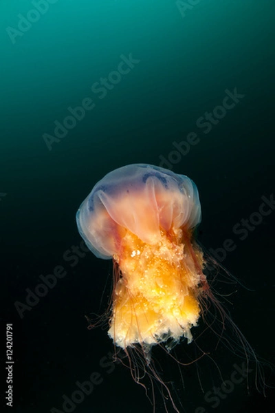 Obraz Jellyfish swims in the deep