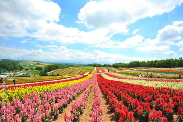 Fototapeta Colorful Flower Fields at Countryside of Japan