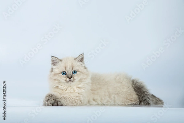 Obraz Fluffy Kitten on White Background  