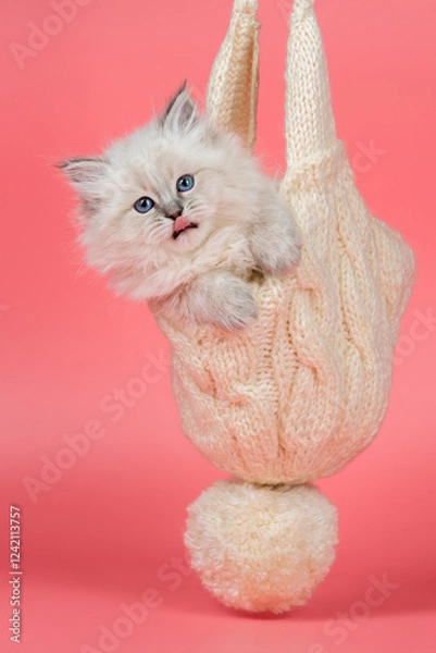 Obraz Fluffy Kitten Wrapped in Cozy Winter  Hat