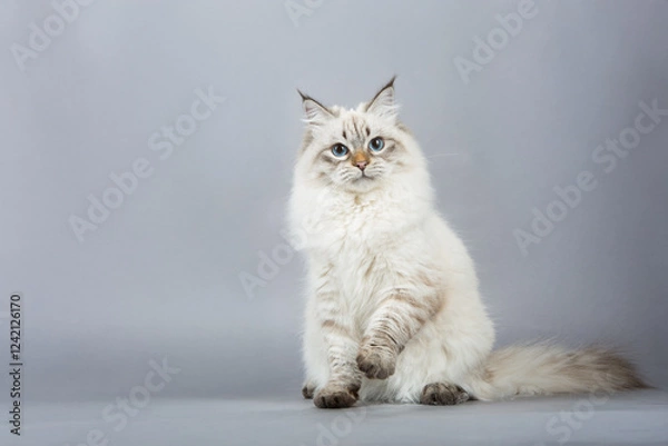 Obraz Fluffy Cat with Blue Eyes on Gray Background  
