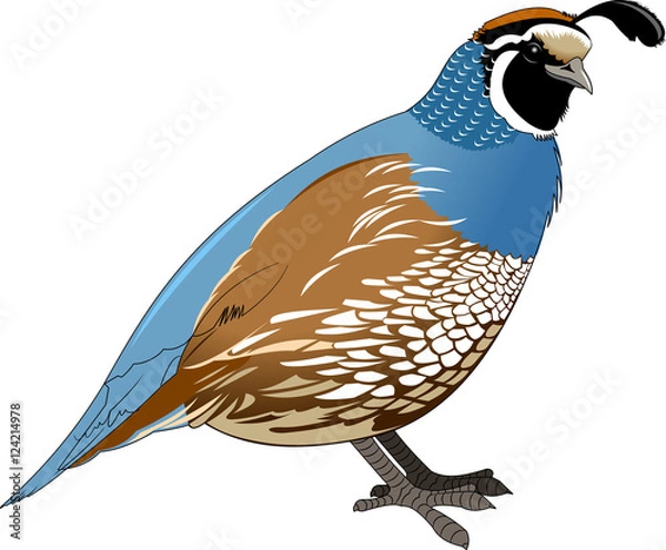 Obraz quail