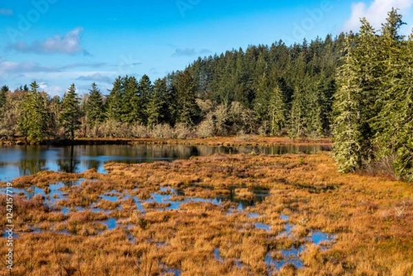Obraz O'Neill Lake at Cape Disappointment State Park, Washington State, USA.