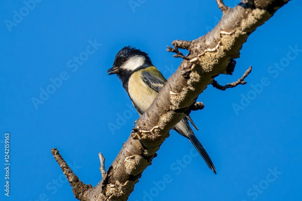 Fototapeta 枝にとまるシジュウカラ