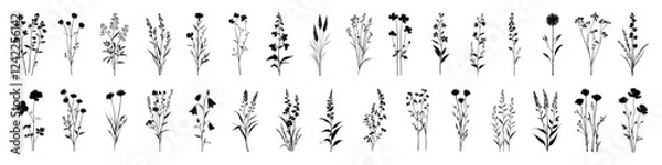 Fototapeta Elegant botanical silhouette collection, isolated vector set