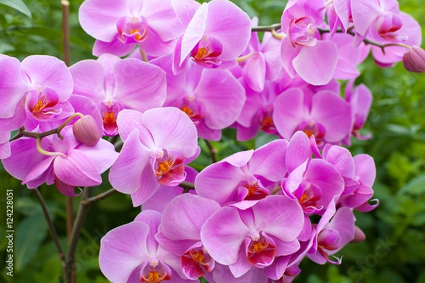 Obraz орхидея 2 