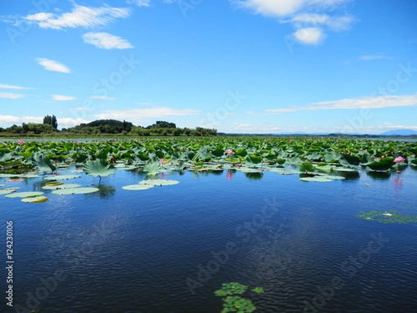 Fototapeta 伊豆沼(宮城)