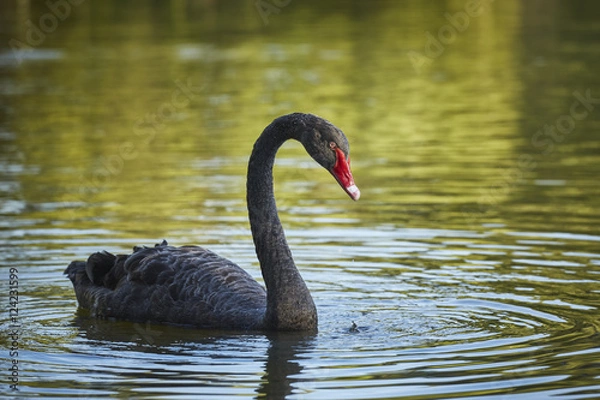 Obraz Wdzięczny czarny łabędź (Cygnus atratus) mężczyzna o długiej zakrzywionej szyi.