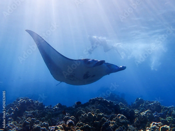 Obraz Huge manta ray glides through the clear blue water of Hawaii while a snorkeler watches from above. Photographed from below while freediving.