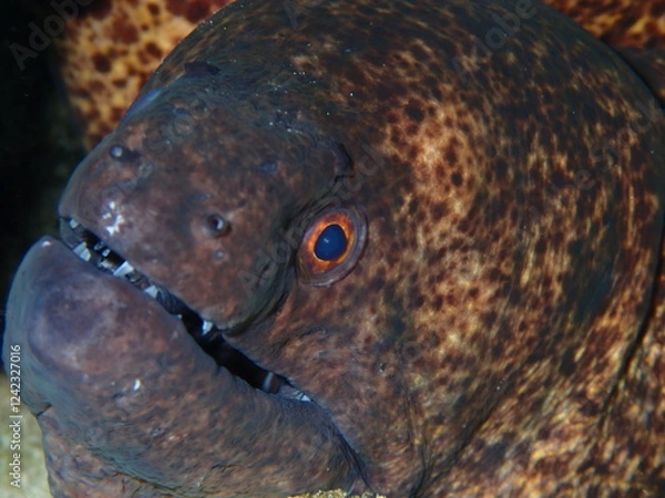 Obraz Extreme close up of a yellow margin moray eel underwater i Hawaii