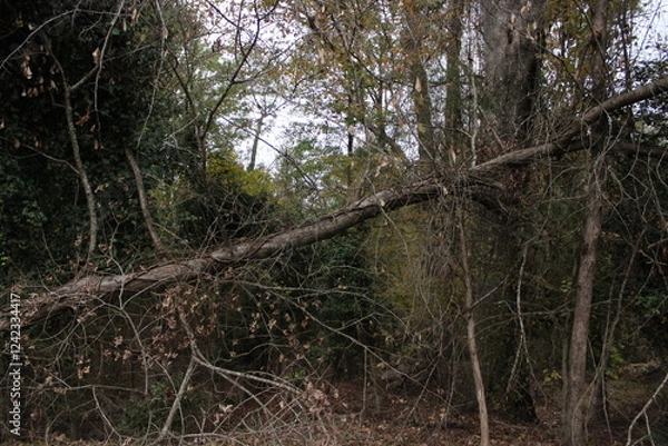 Obraz trees in the woods