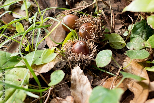 Fototapeta どんぐり