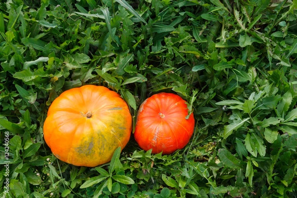 Obraz Two orange pumkins grass