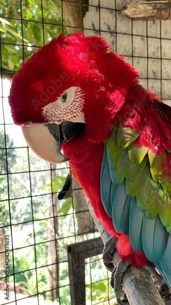 Fototapeta Fierce Macaw Parrot with Intense Gaze – Close-Up Shot in Cage