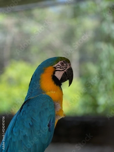 Obraz Close Up Portrait of a Blue and Gold Macaw. Vibrant Colors and Stunning Details