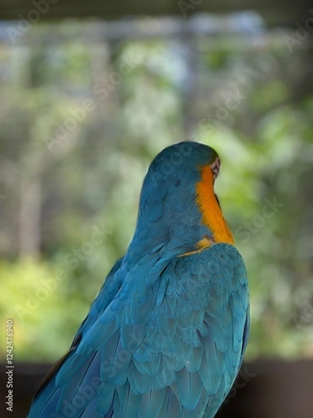 Obraz Rear View Close Up of a Blue and Gold Macaw. Stunning Feathers and Vivid Colors