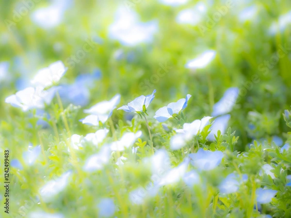 Fototapeta ネモフィラのある風景