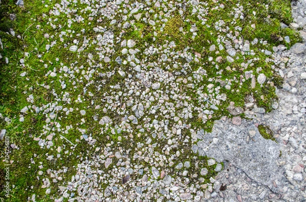 Fototapeta Green Moss on wall / Concrete Wall with Texture Scars and Moss Green Algae , Texture Background, Horizontal / Moss growing on the concrete floor / Old concrete covered with moss background