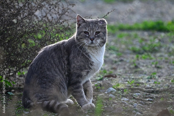 Fototapeta Wild Bob Cat aka Lynx rufus in the meadow