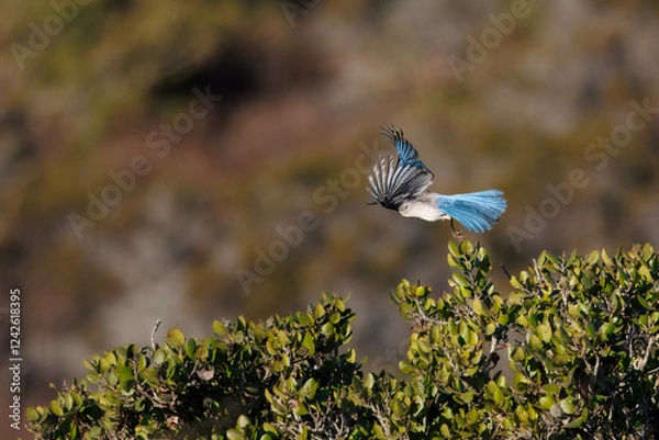 Obraz a blue Jay taking off from a bush
