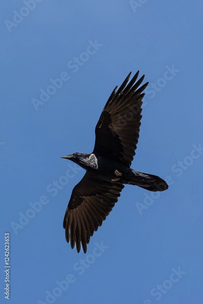 Obraz crow in flight