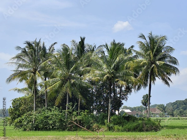 Fototapeta The view of coconut trees in the middle of rice fields in rural Indonesia during the day with the sky and trees in Indonesia looks very beautiful.