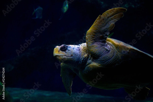 Obraz Sea Turtle