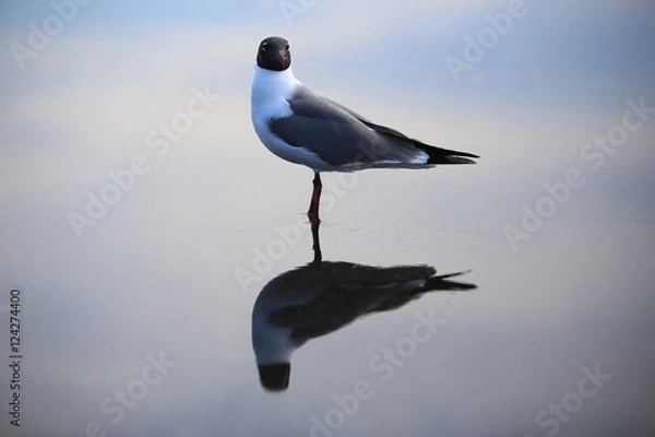 Obraz Solitary Seagull