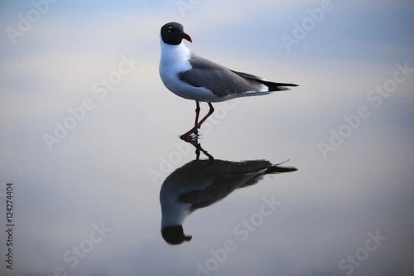 Obraz Solitary Seagull