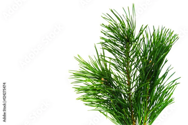 Fototapeta pine branch on a white background