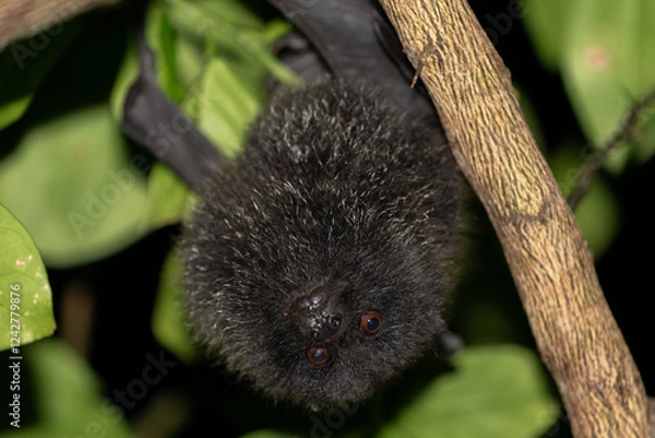 Obraz オガサワラオオコオモリ　固有種　小笠原