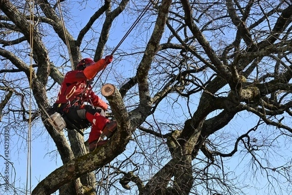 Fototapeta arboriste 26