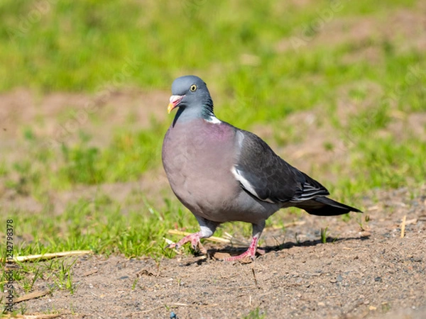 Fototapeta Ringeltaube (Columba palumbus)