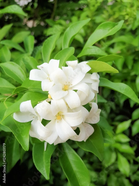Fototapeta murraya paniculata, orange jasmine with green leaves background