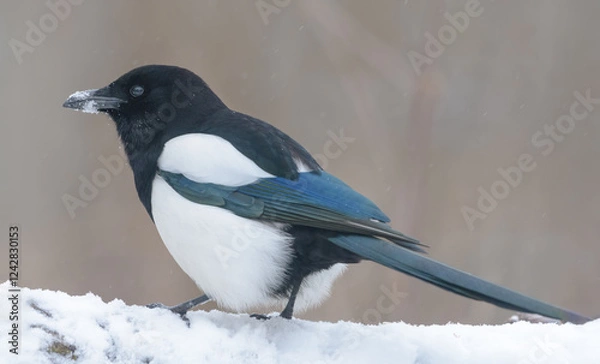 Fototapeta Eurasian magpie (Pica pica) perched on snow covered branch in cold winter season