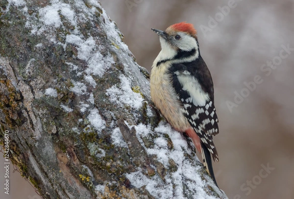 Fototapeta Middle spotted woodpecker (Dendrocoptes medius) sits on snow covered trunk in winter time 