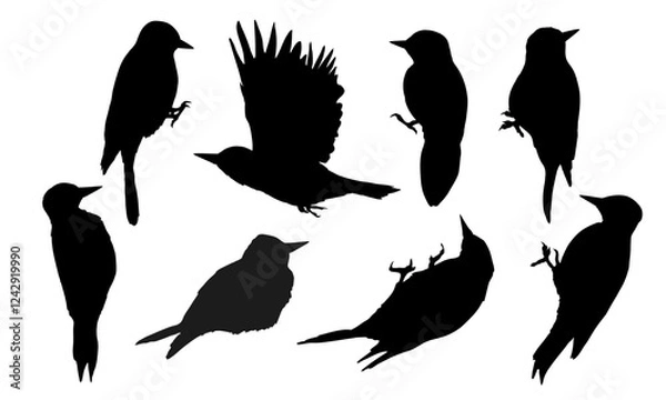 Obraz Great spotted woodpecker silhouette set. Wild bird of Palearctic and North America. Realistic vector animal