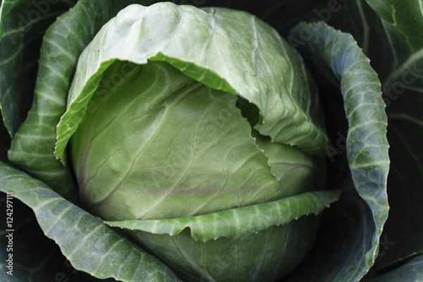 Fototapeta Image of a Cabbage Head
