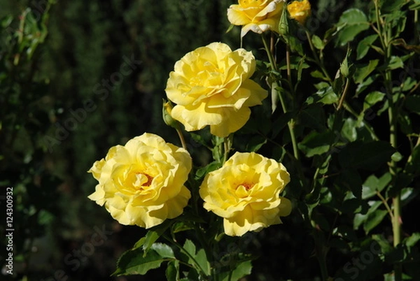 Obraz yellow roses
