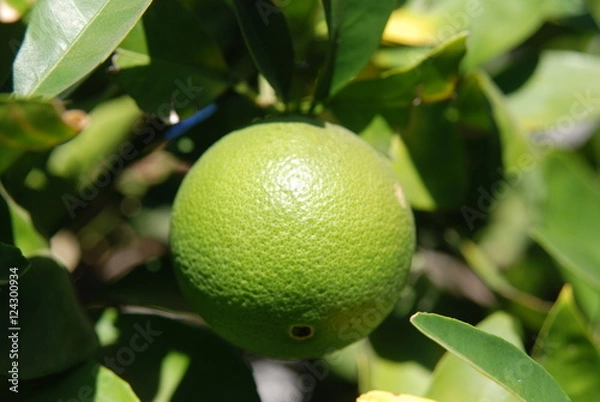 Obraz Limes tree
