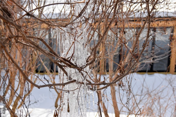 Fototapeta Icicles on grapevine