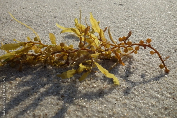 Obraz Seaweed in the sunlight on the sandy beach