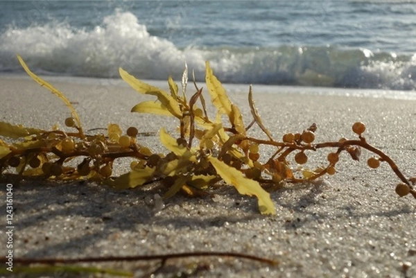 Obraz Seaweed on the beach in front of the ocean