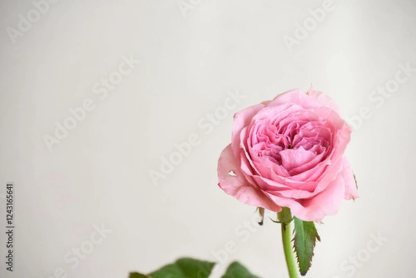 Fototapeta ピンクのばら