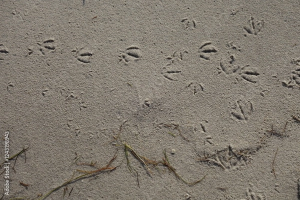 Obraz Birds footprints on a sandy beach