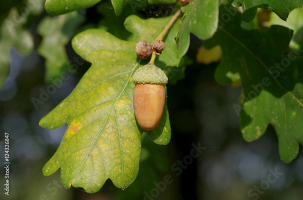 Obraz im herbstlicht