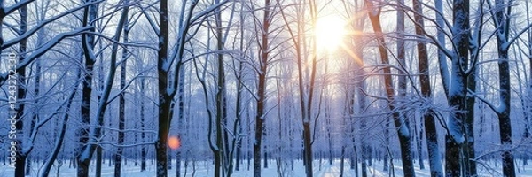 Fototapeta Sunlit branches in a snowy forest with snow-covered tree trunks, landscape, sunlight, forest