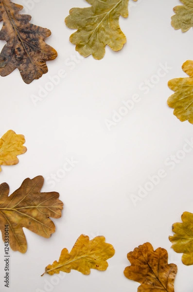Fototapeta Autumn fall composition. Round frame made of dried oak leaves on white background with blank copy space
